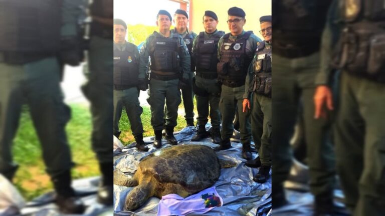Tartaruga é resgatada pela PMCE após ser encontrada na Praia de Lagoinha