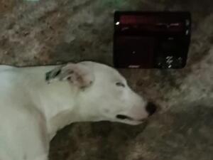 Cachorro de Fortaleza viraliza ao cochilar ouvindo rádio